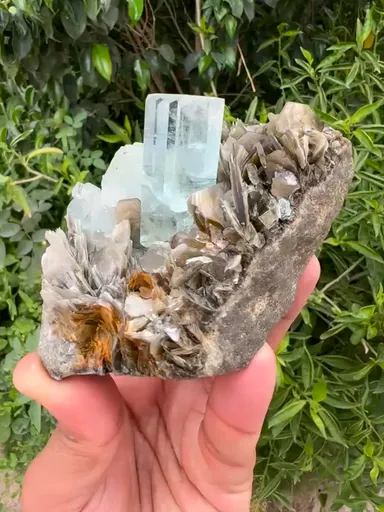 specimen video