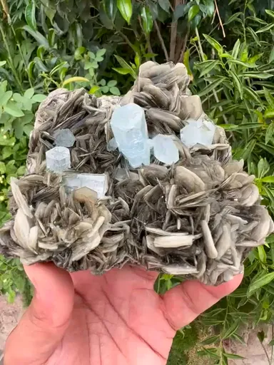 specimen video