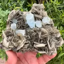 specimen video