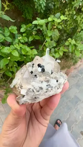 specimen video