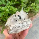 specimen video