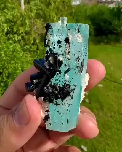 specimen video
