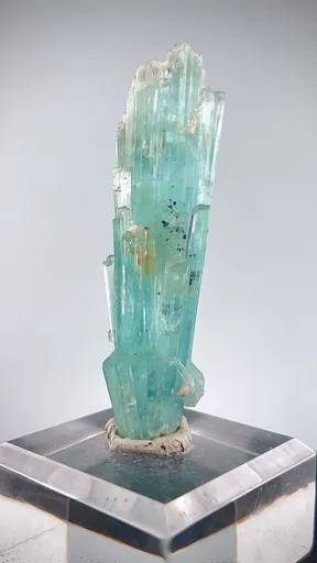 specimen video