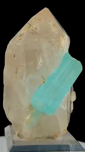 specimen video