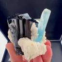 specimen video