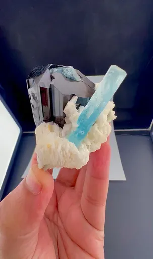 specimen video