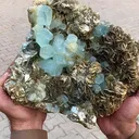 specimen video