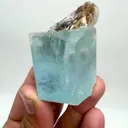 specimen video