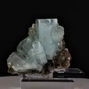 specimen video