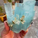 specimen video