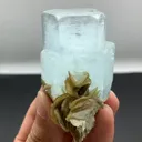 specimen video