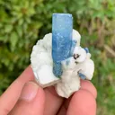 specimen video