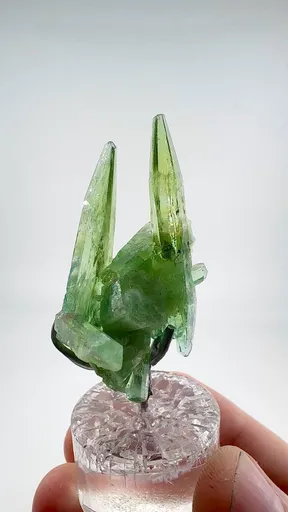specimen video