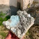 specimen video