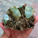 specimen video