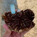 specimen video