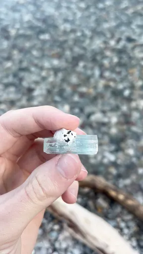 specimen video