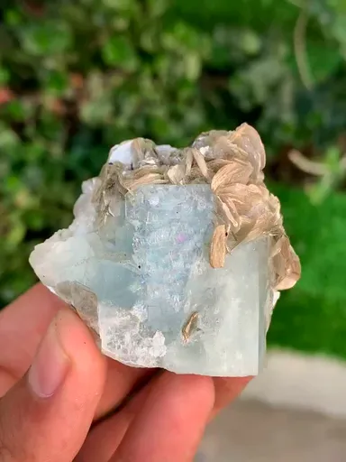 specimen video