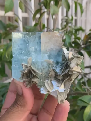 specimen video