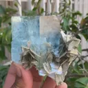 specimen video
