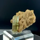 specimen video