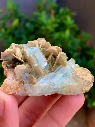 specimen video