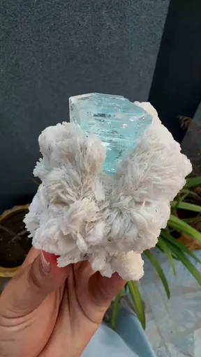 specimen video