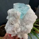 specimen video