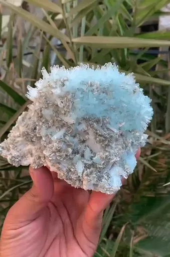specimen video
