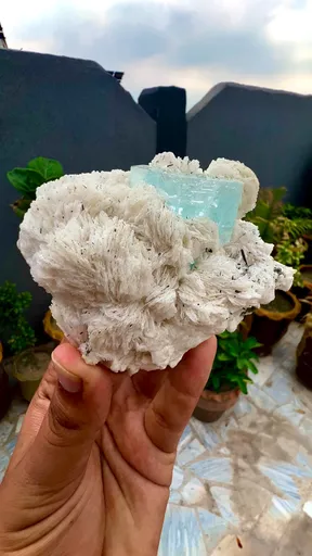 specimen video