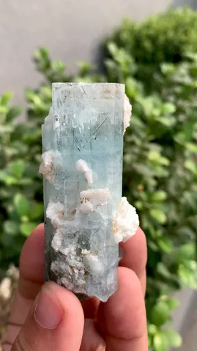 specimen video
