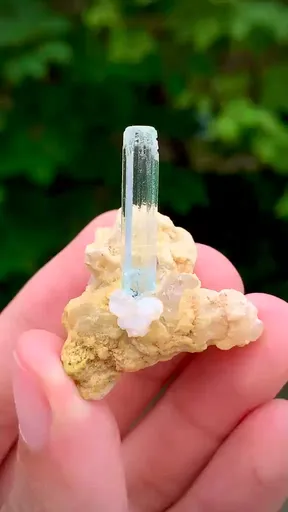specimen video