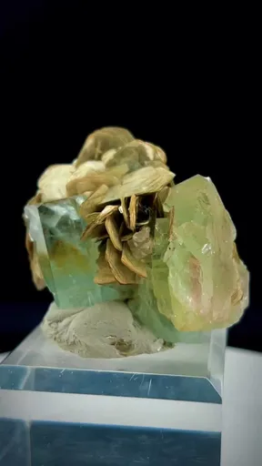 specimen video