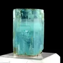 specimen video