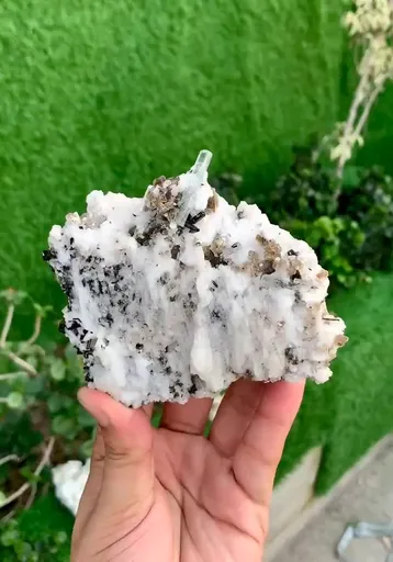 specimen video