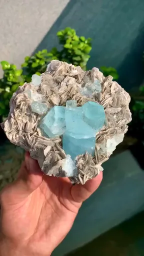 specimen video