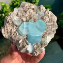 specimen video