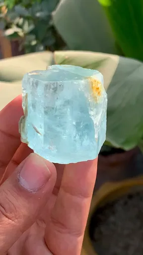 specimen video