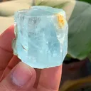 specimen video