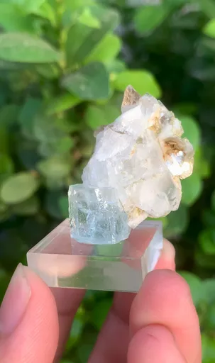 specimen video