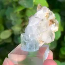 specimen video