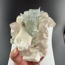 specimen video