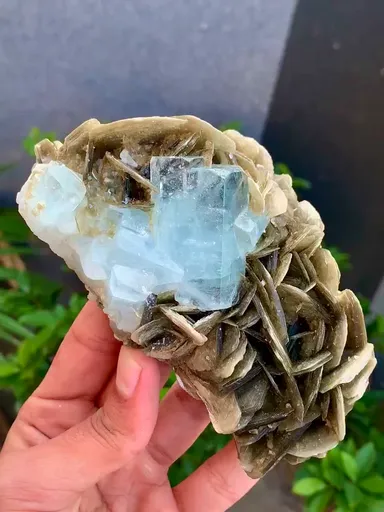 specimen video
