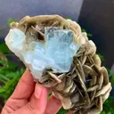 specimen video