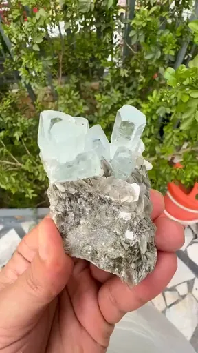 specimen video