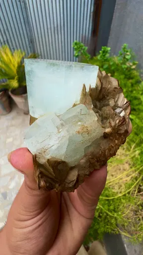 specimen video