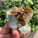 specimen video