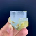 specimen video