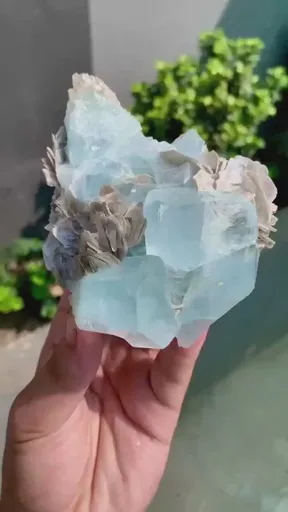 specimen video