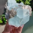 specimen video